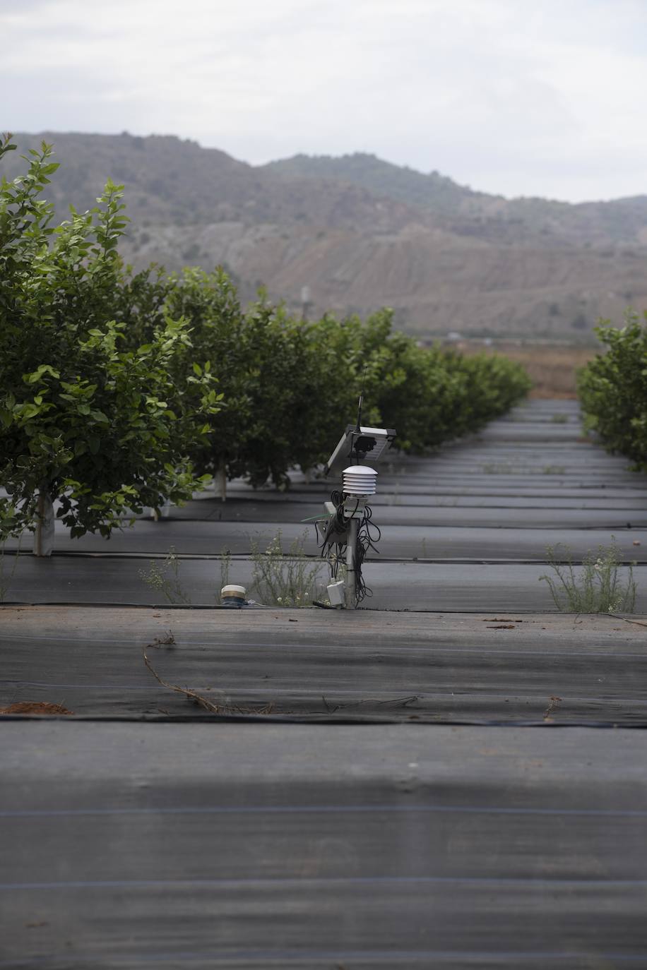 Fotos: Cultivos bajo control en la zona del Mar Menor