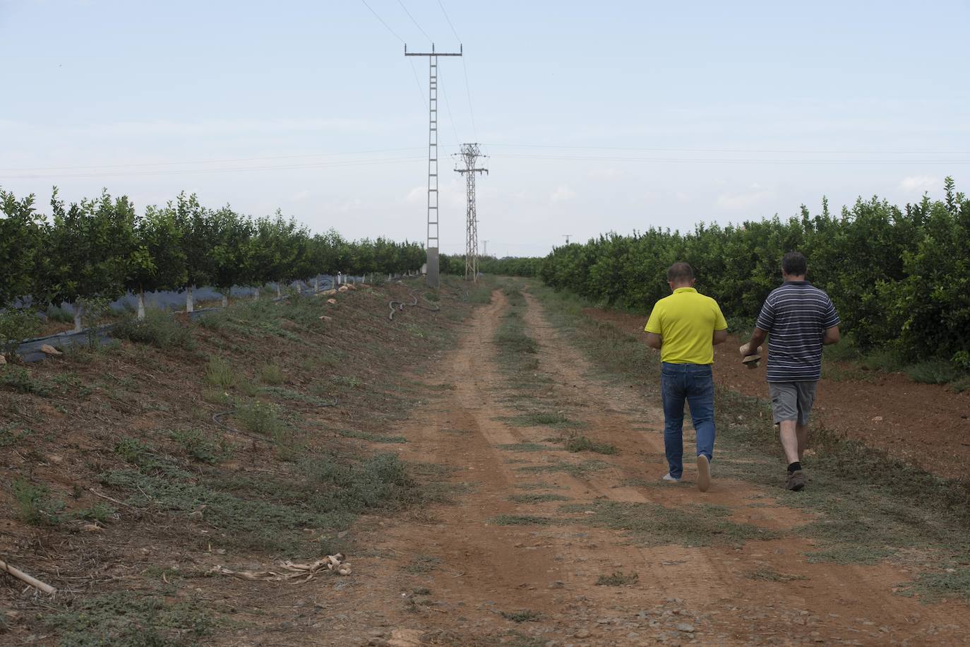 Fotos: Cultivos bajo control en la zona del Mar Menor