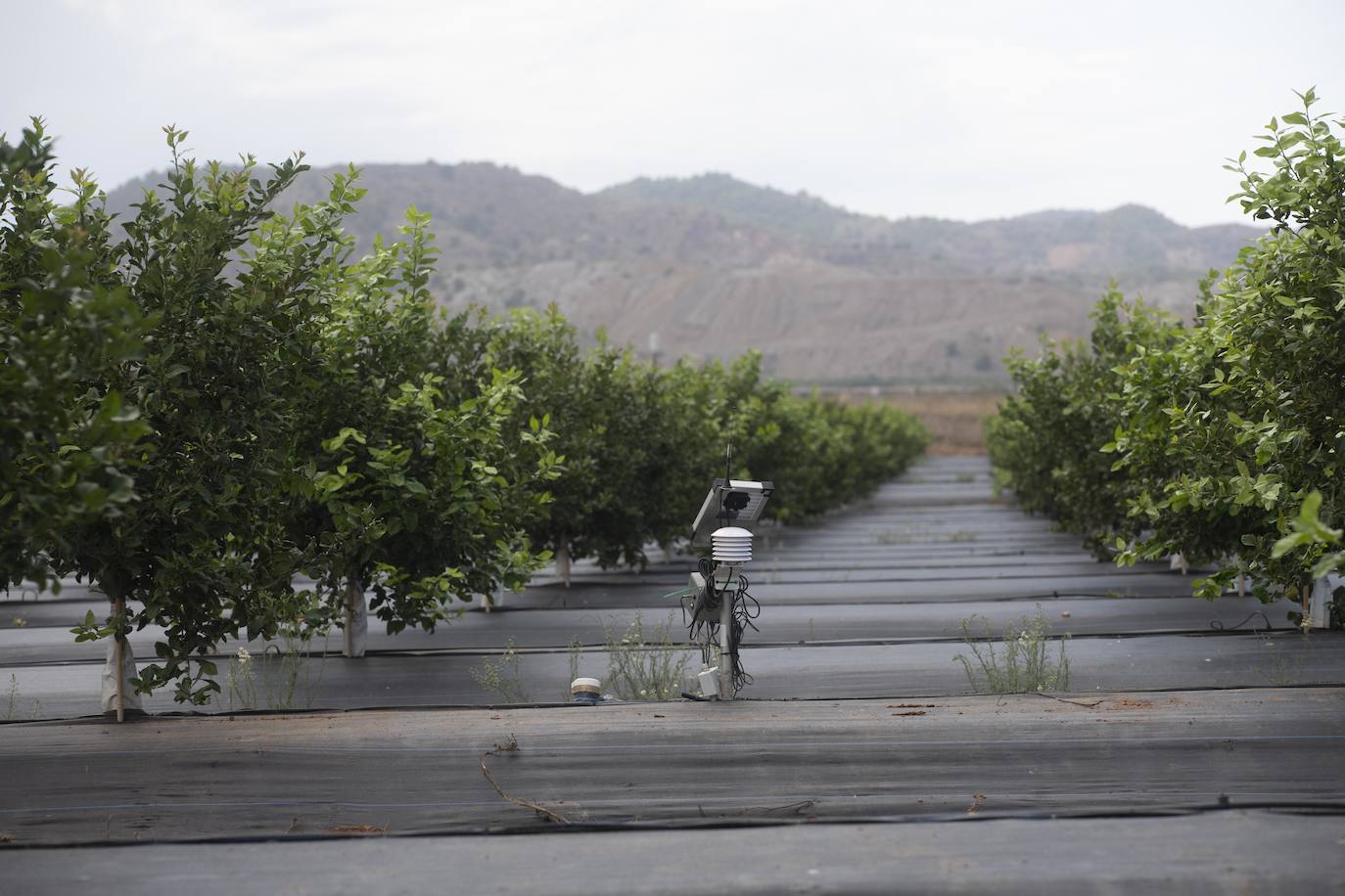 Fotos: Cultivos bajo control en la zona del Mar Menor