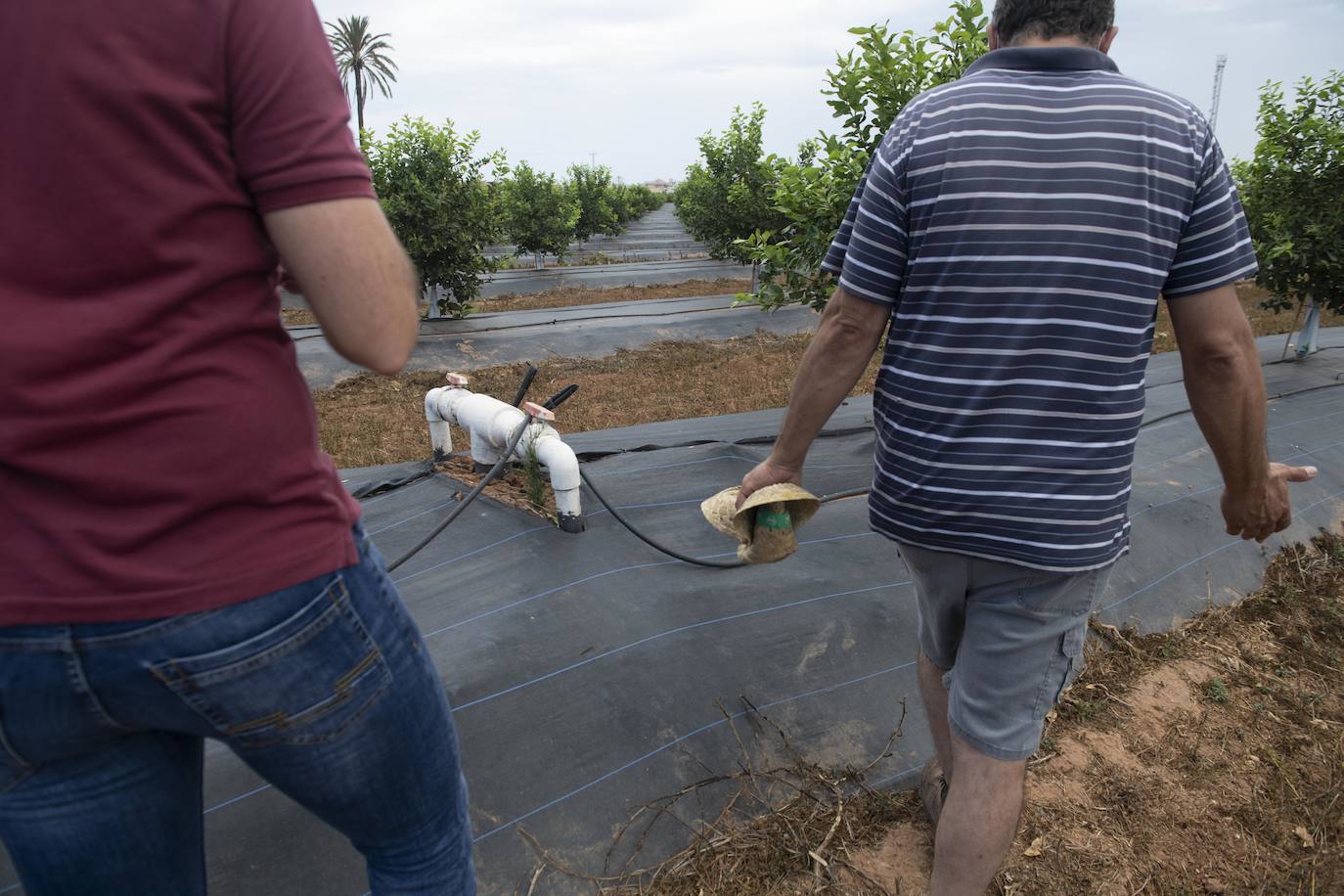 Fotos: Cultivos bajo control en la zona del Mar Menor