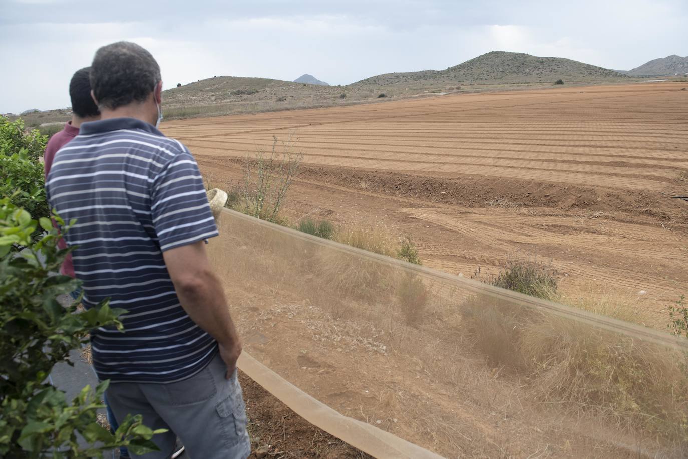 Fotos: Cultivos bajo control en la zona del Mar Menor