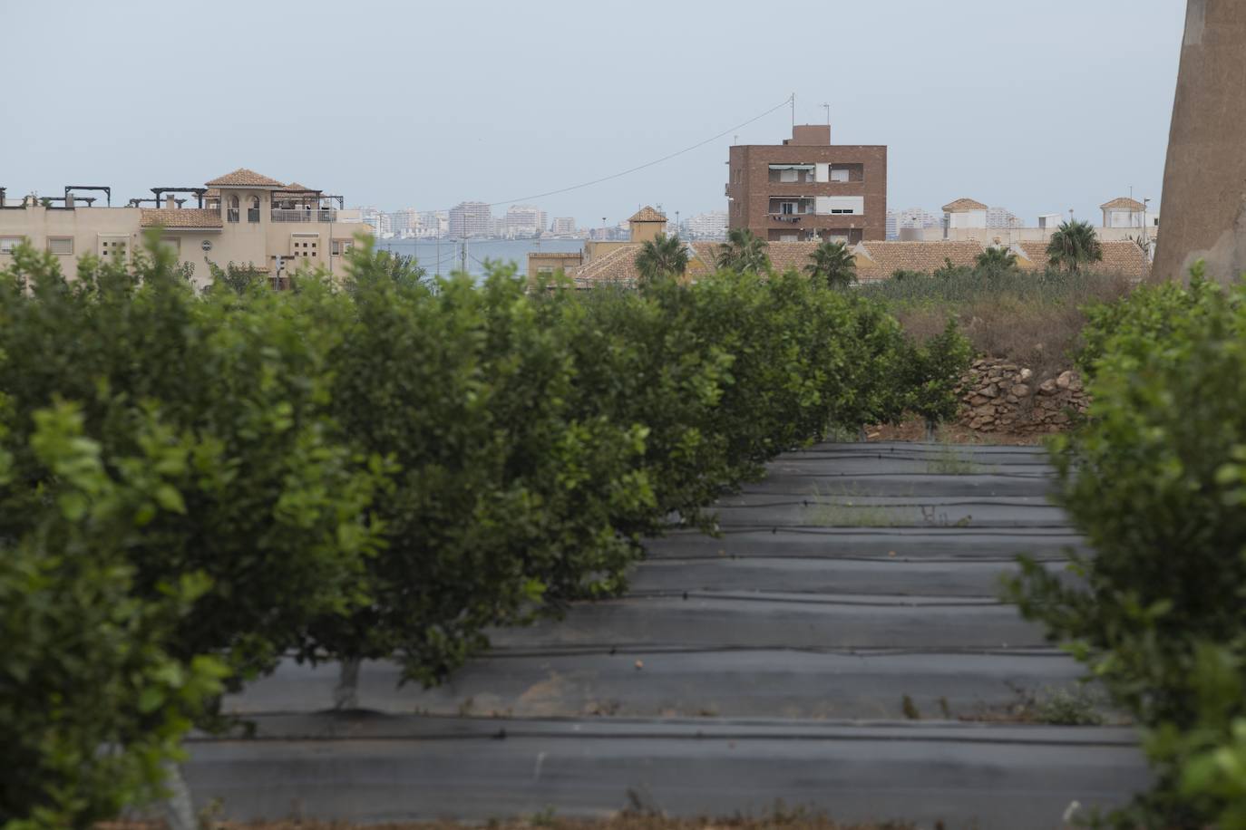 Fotos: Cultivos bajo control en la zona del Mar Menor