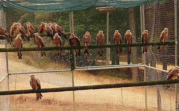 Milanos reales en el jaulón de aclimatación de Cazorla, poco antes de su liberación definitiva.
