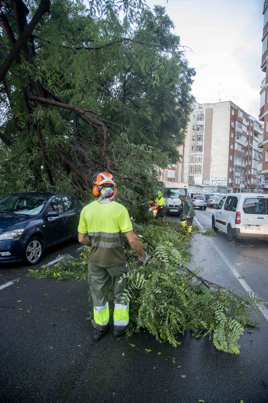 Fotos: Un fuerte aguacero derriba árboles y anega calles en Cartagena