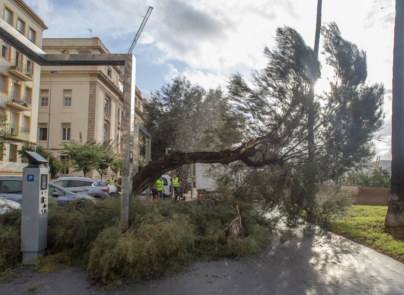 Fotos: Un fuerte aguacero derriba árboles y anega calles en Cartagena