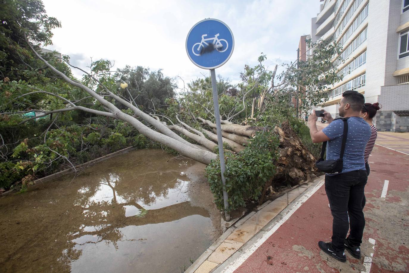 Fotos: Un fuerte aguacero derriba árboles y anega calles en Cartagena