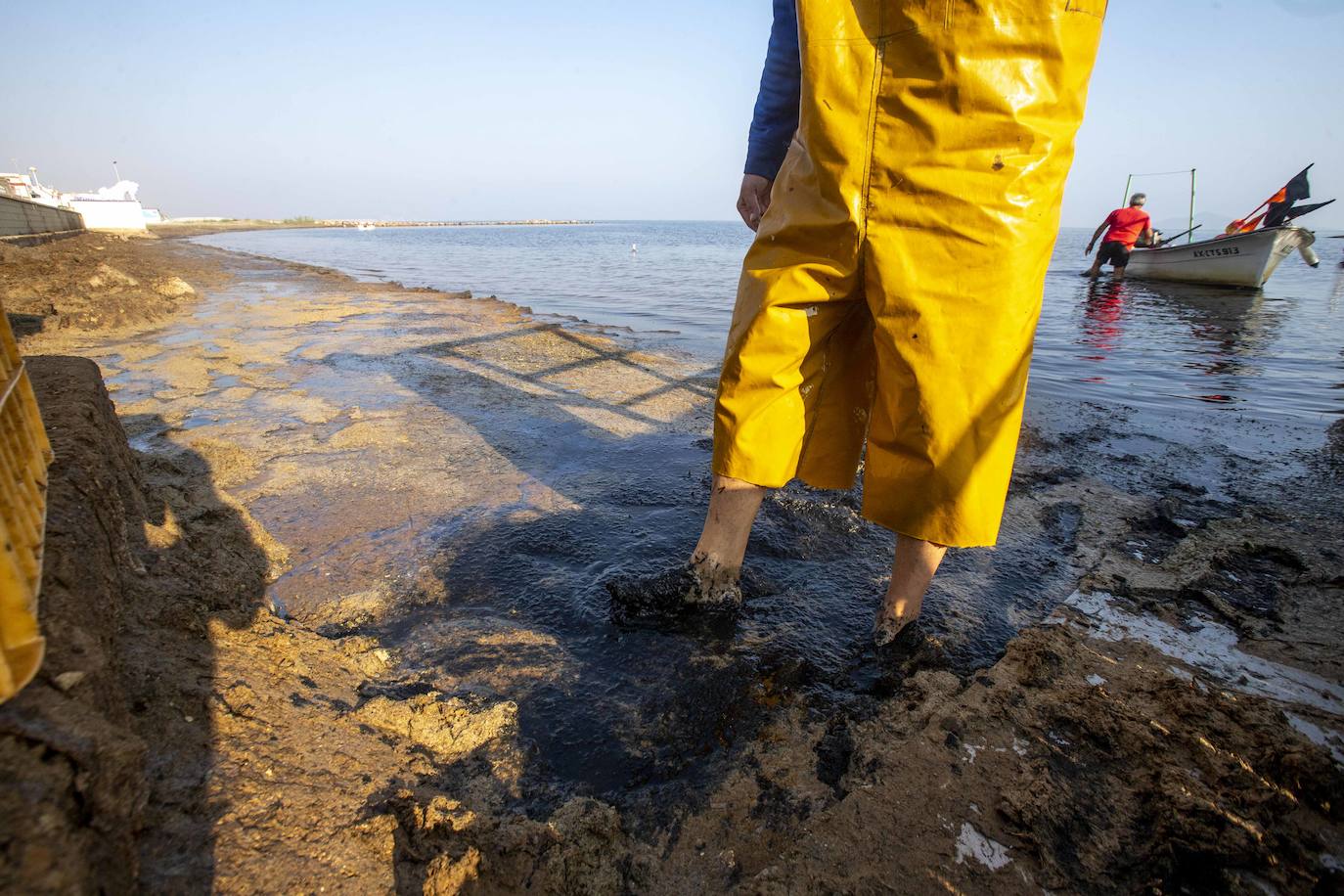 Fotos: La anoxia del Mar Menor que se sufre en tierra