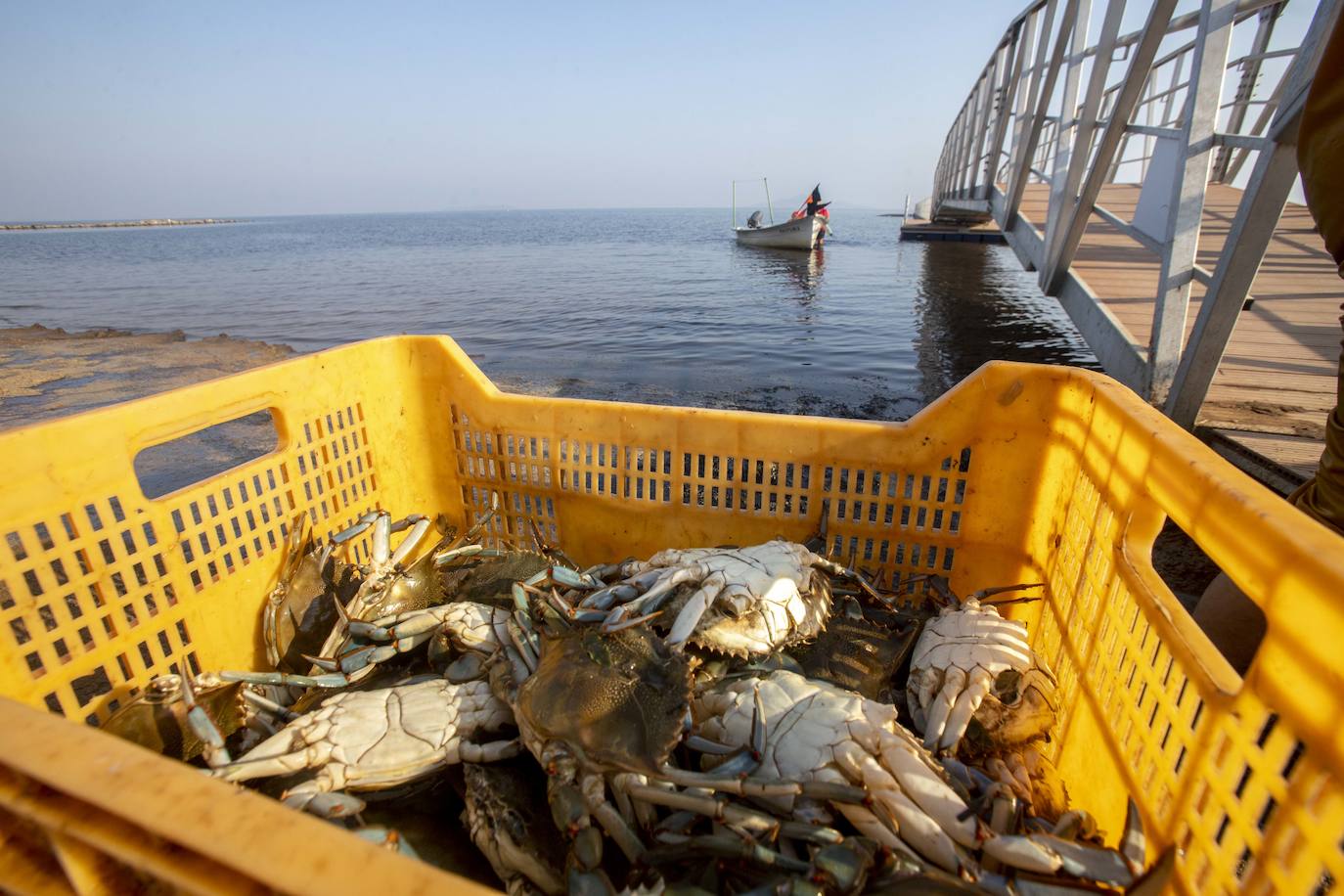 Fotos: La anoxia del Mar Menor que se sufre en tierra