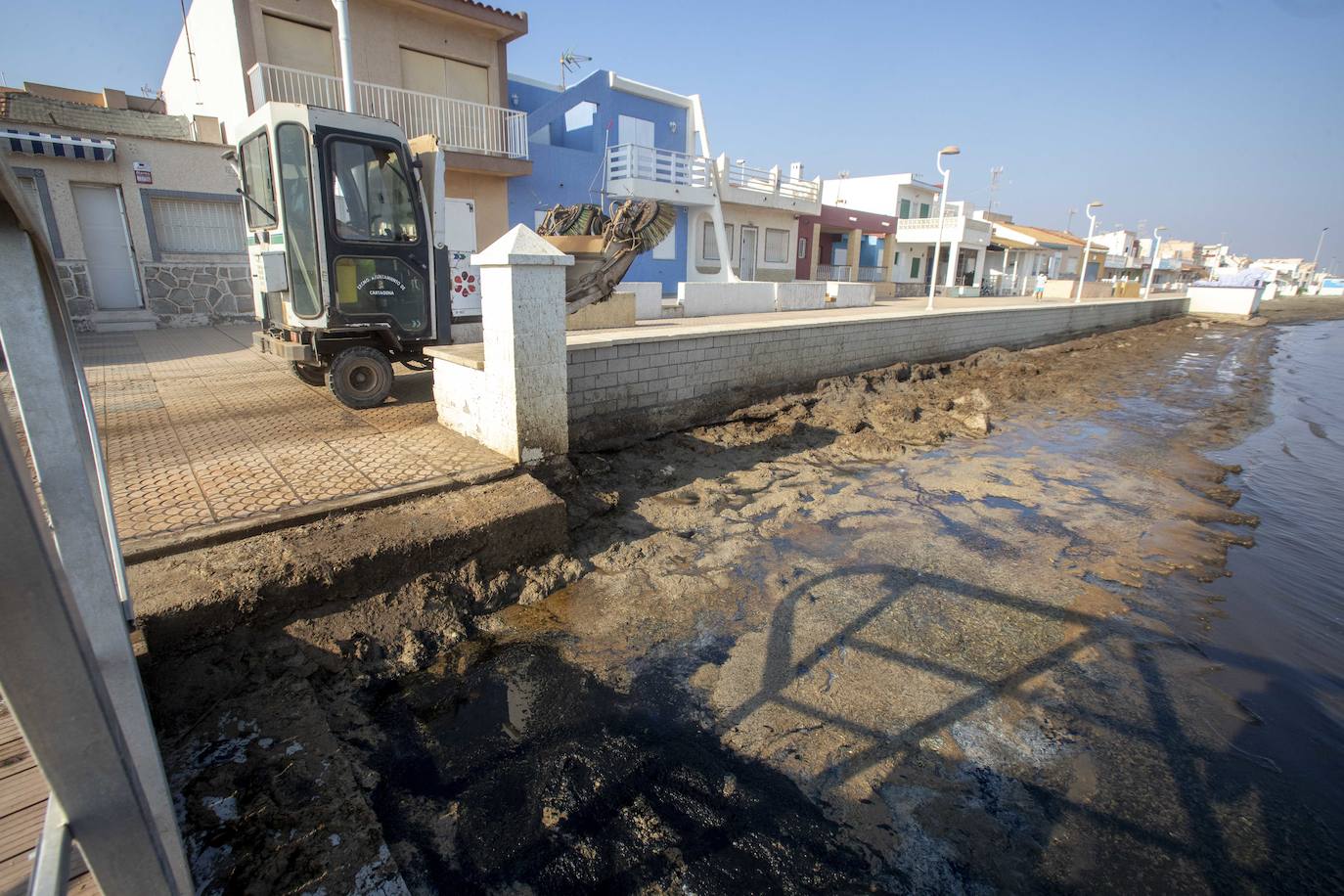 Fotos: La anoxia del Mar Menor que se sufre en tierra