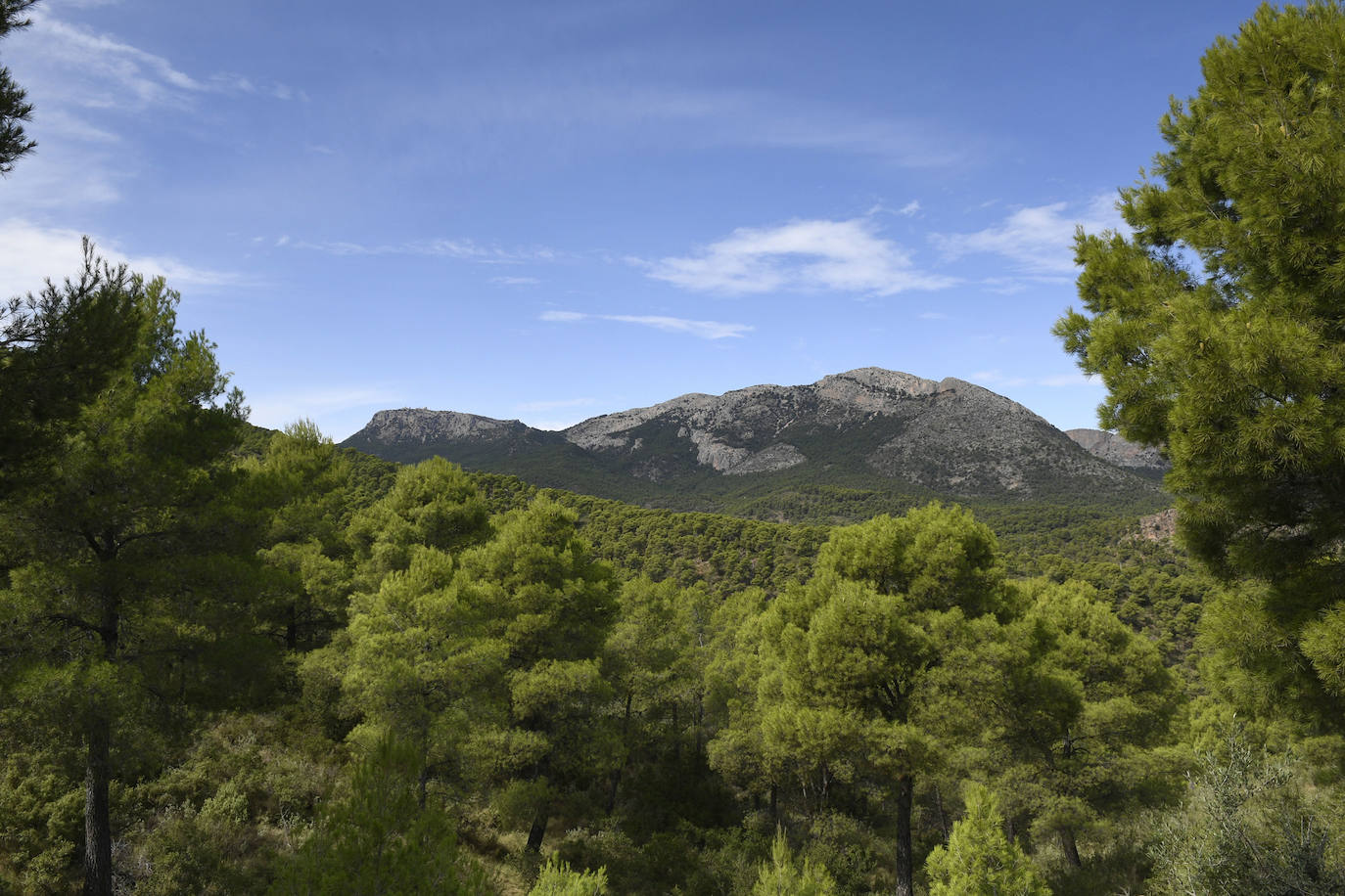 Fotos: La Región celebra el Día Internacional de los Bosques