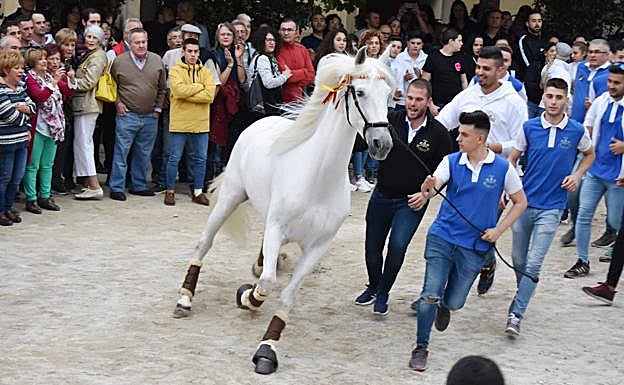 En este festejo hay un triple concurso repleto de fuerza, belleza y emoción: el de caballo a pelo, donde se valora la figura y el porte del animal; el de enjaezamiento, que premia la belleza y calidad de las piezas; y el de carrera, donde priman destreza y velocidad.