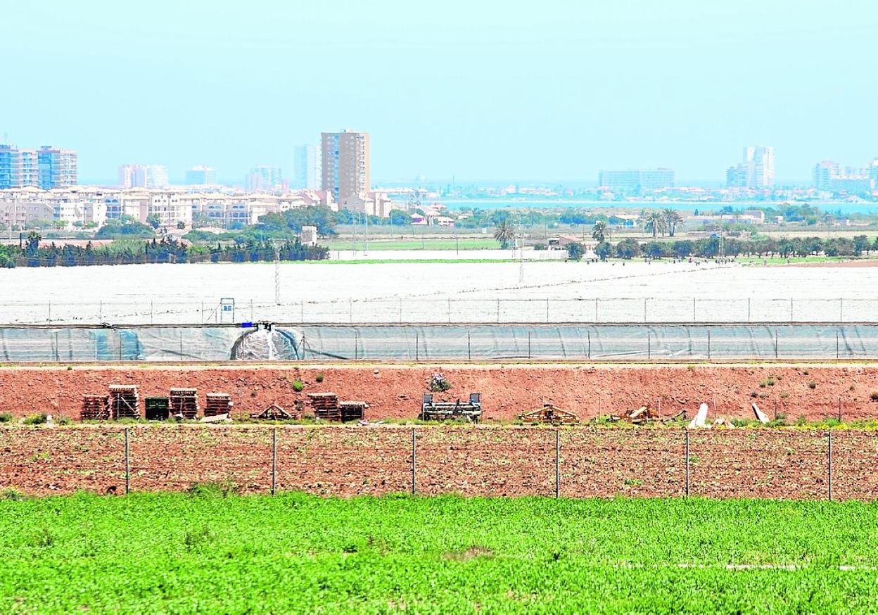 Cultivos en la zona de Arco Sur, entre Los Nietos e Islas Menores. 