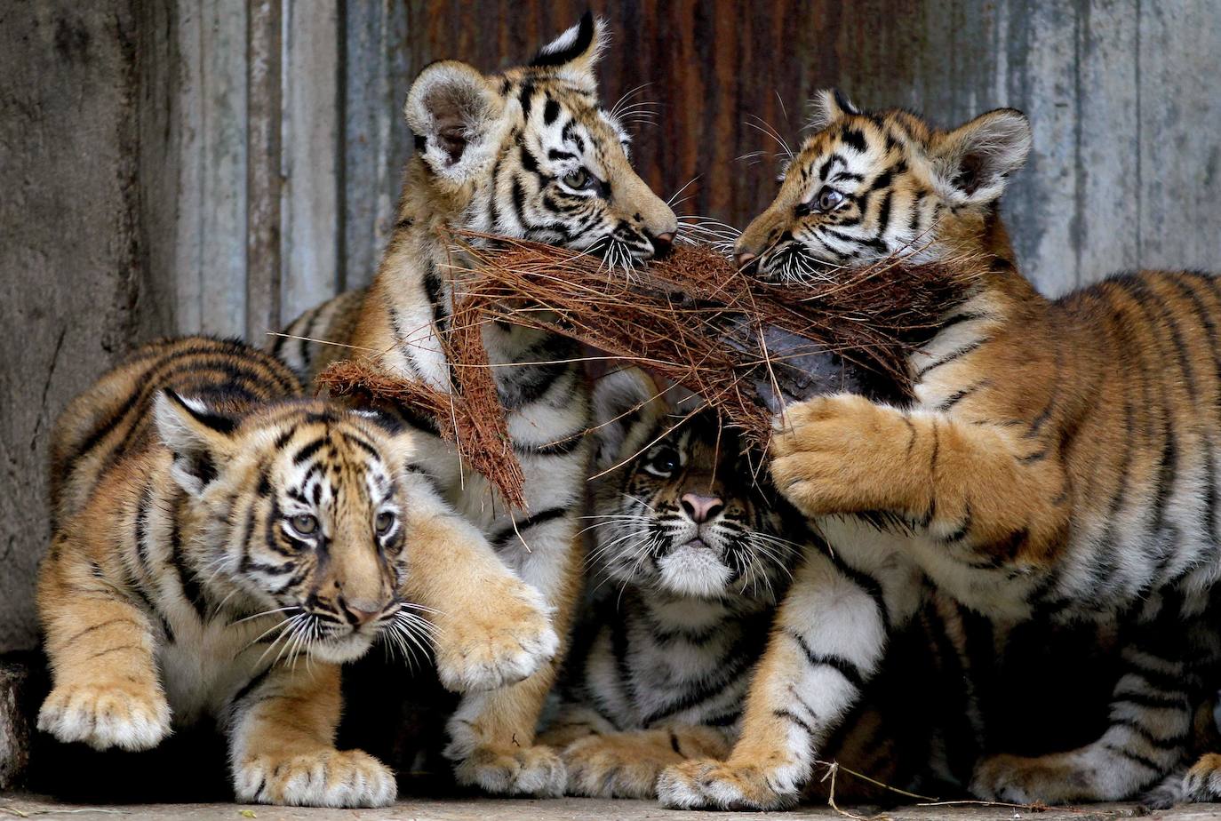 Fotos: Los cachorros de México