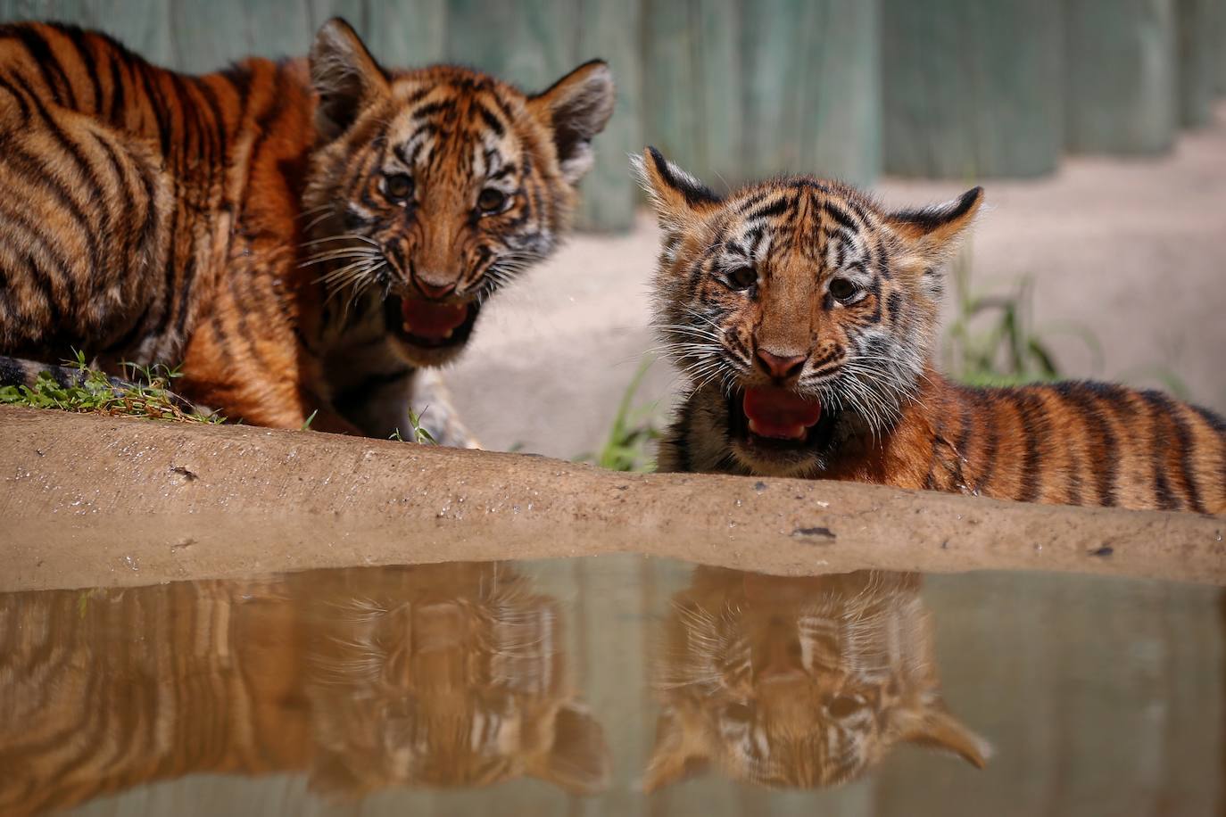Fotos: Los cachorros de México