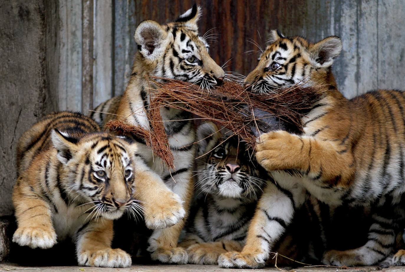 Fotos: Los cachorros de México