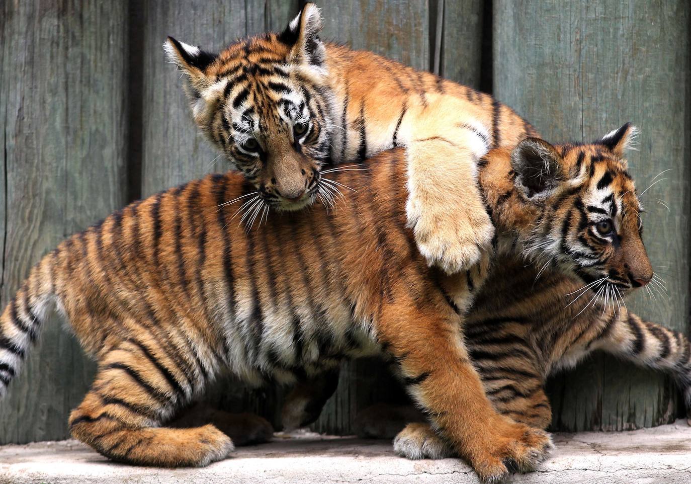 Fotos: Los cachorros de México