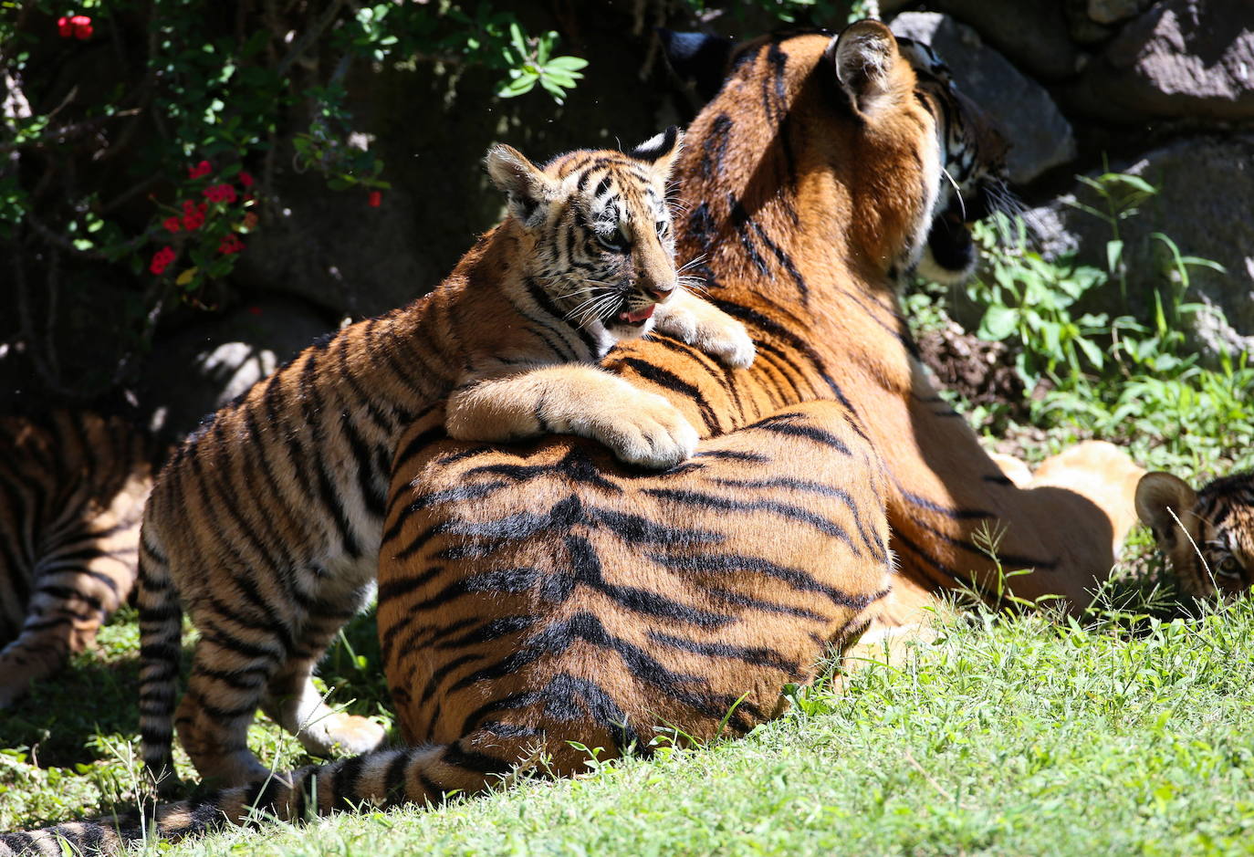 Fotos: Los cachorros de México