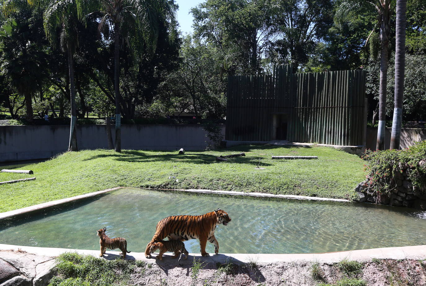 Fotos: Los cachorros de México