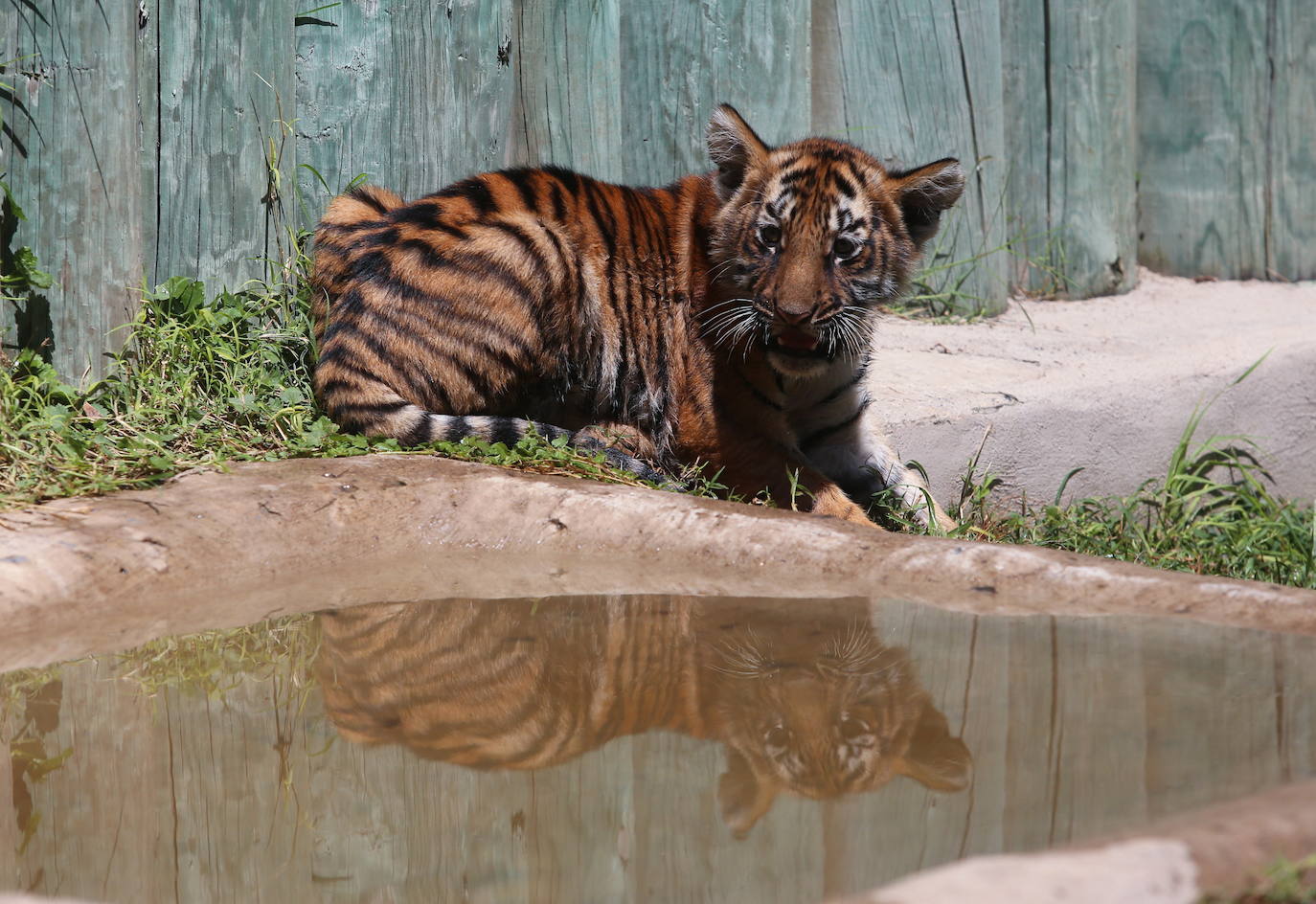 Fotos: Los cachorros de México