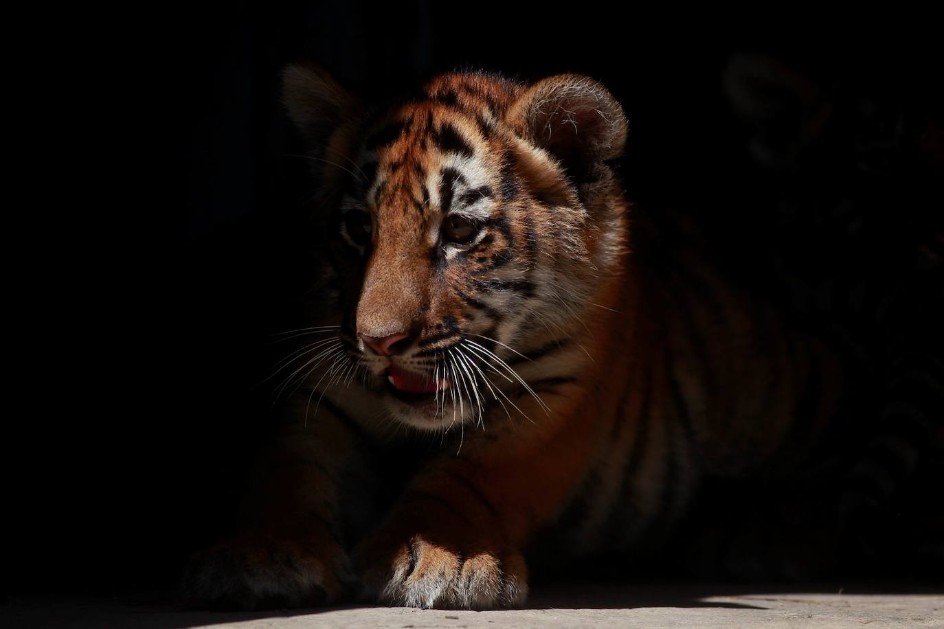 Fotos: Los cachorros de México