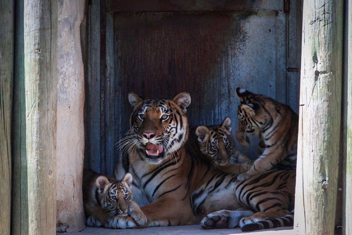Fotos: Los cachorros de México