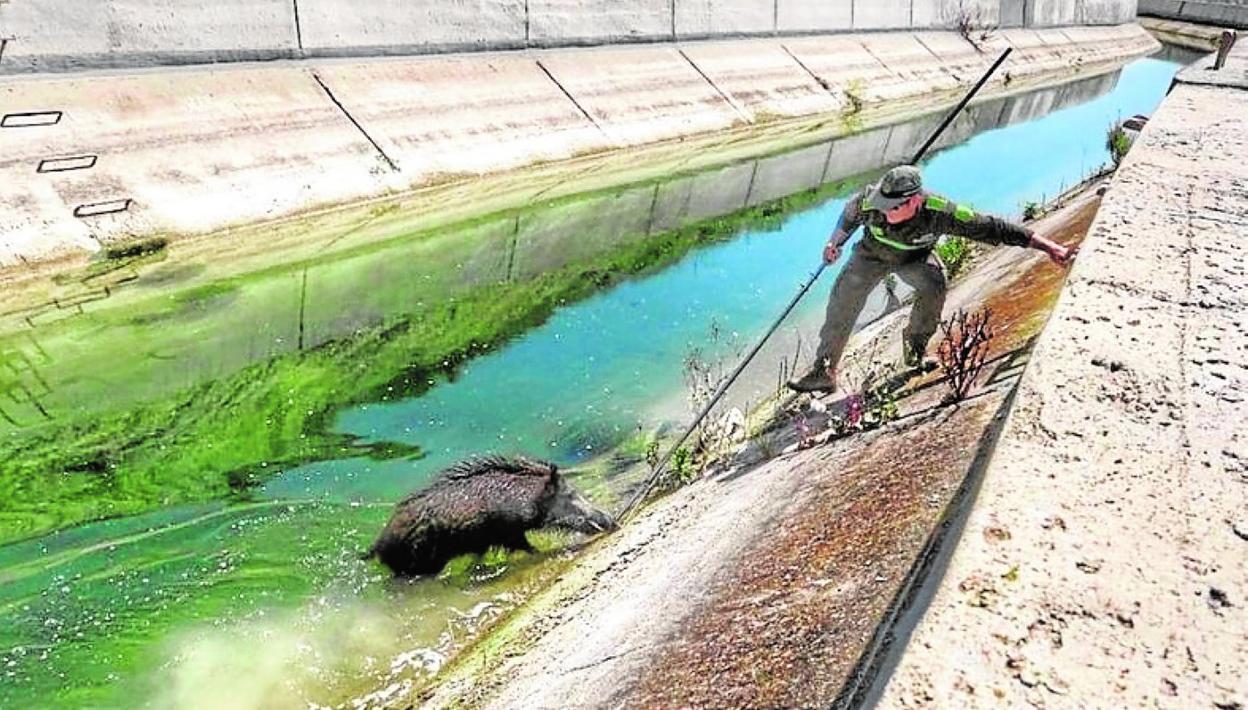 Un agente trata de rescatar a un jabalí caído al agua. 