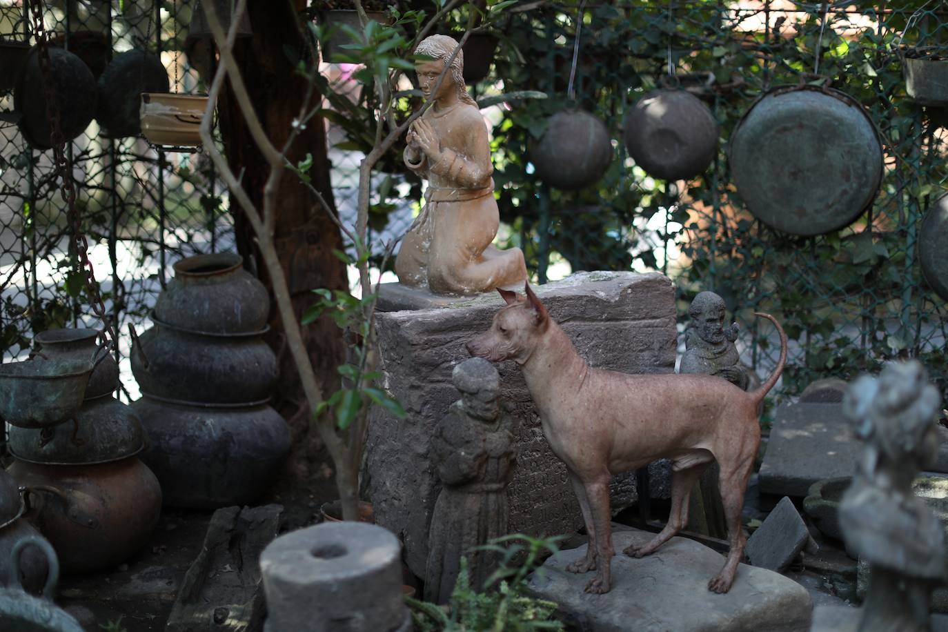 Fotos: De guía de los muertos a raza de moda