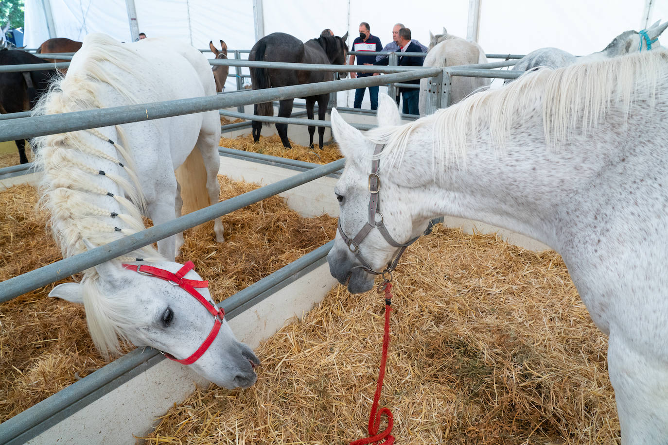 Fotos: Éxito de ventas de caballo cruzado en la Feria de Lorca