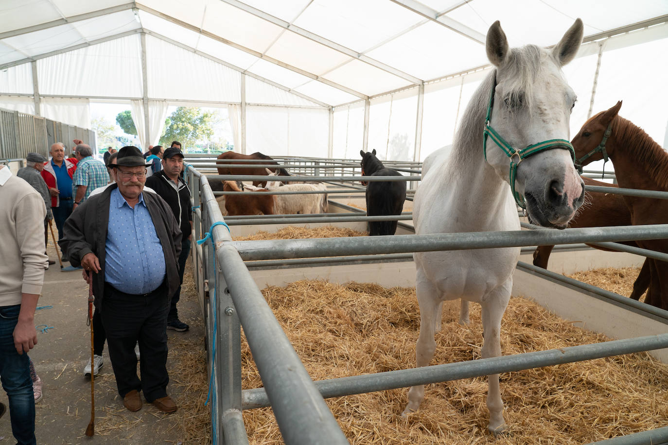 Fotos: Éxito de ventas de caballo cruzado en la Feria de Lorca