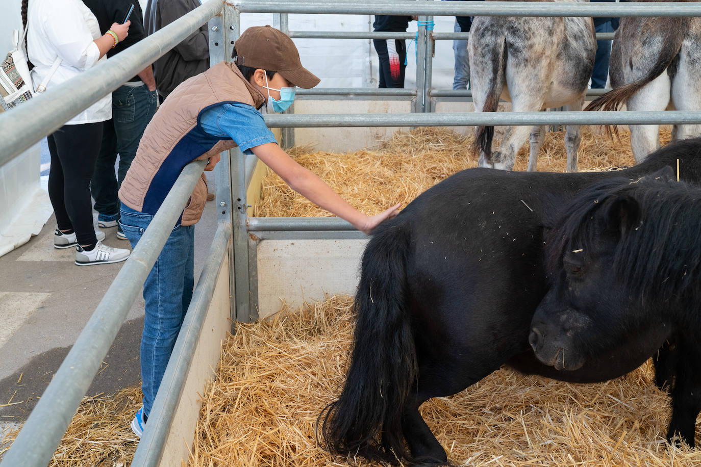 Fotos: Éxito de ventas de caballo cruzado en la Feria de Lorca