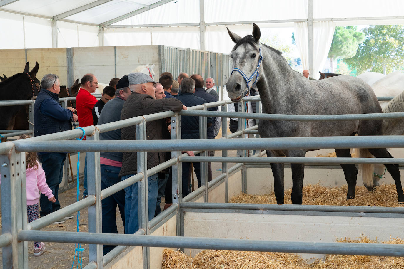 Fotos: Éxito de ventas de caballo cruzado en la Feria de Lorca