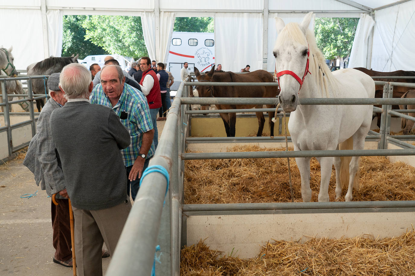 Fotos: Éxito de ventas de caballo cruzado en la Feria de Lorca