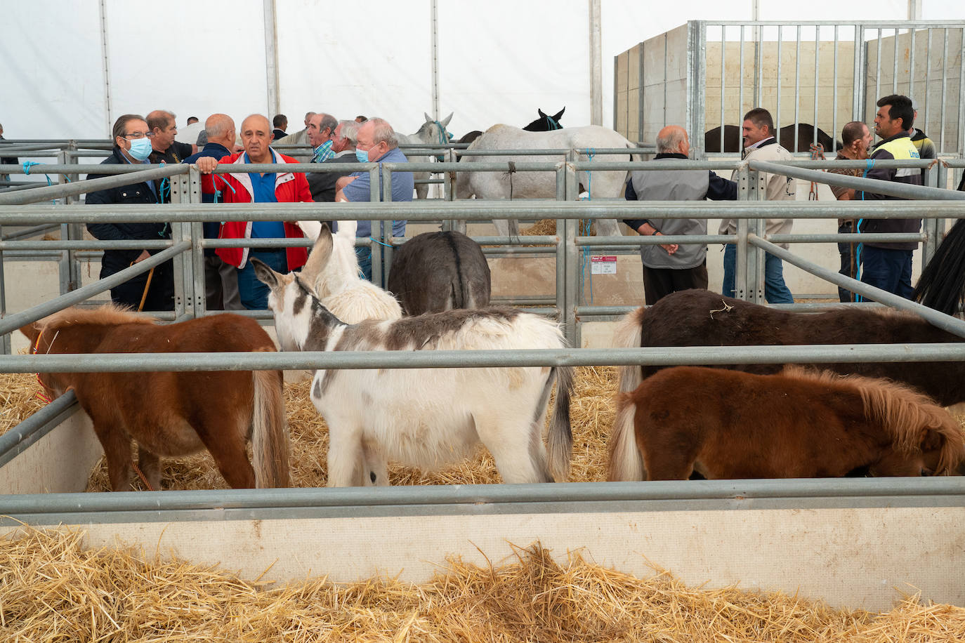 Fotos: Éxito de ventas de caballo cruzado en la Feria de Lorca