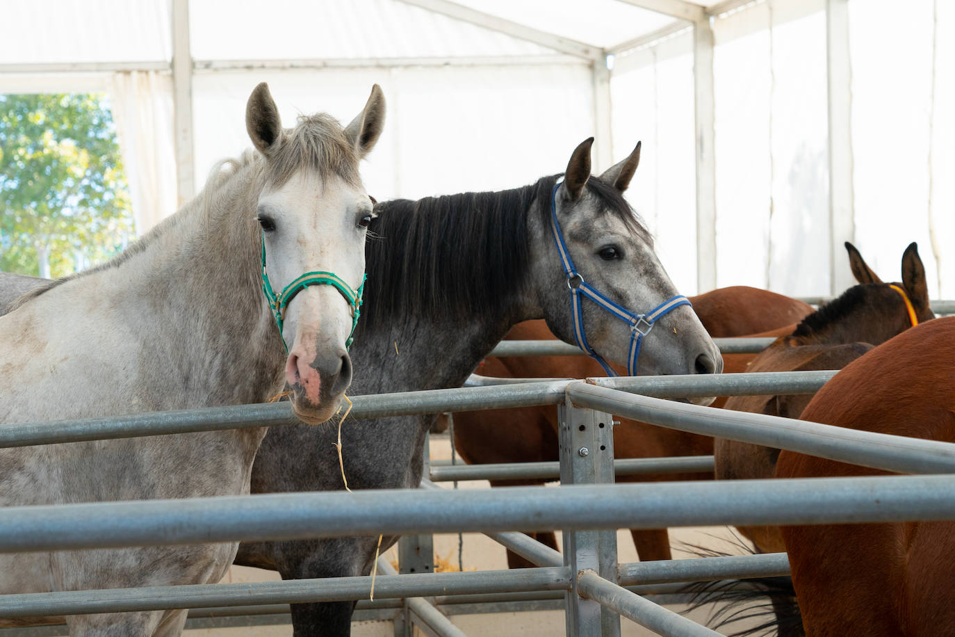 Fotos: Éxito de ventas de caballo cruzado en la Feria de Lorca