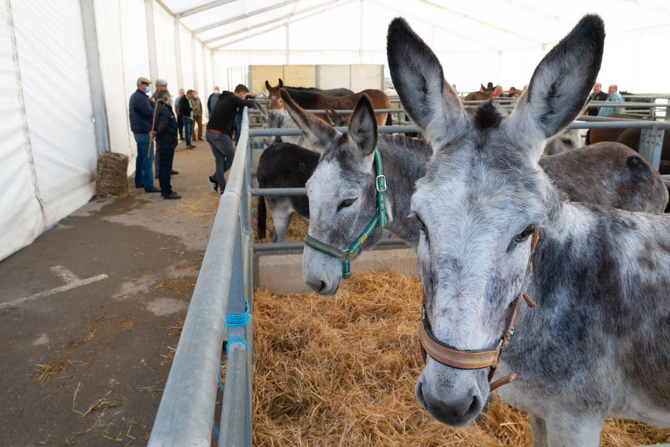 Fotos: Éxito de ventas de caballo cruzado en la Feria de Lorca