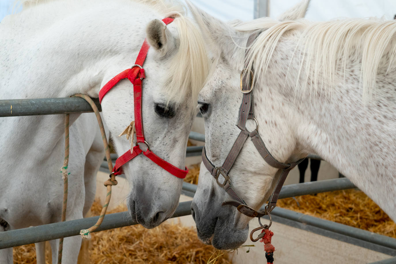 Fotos: Éxito de ventas de caballo cruzado en la Feria de Lorca