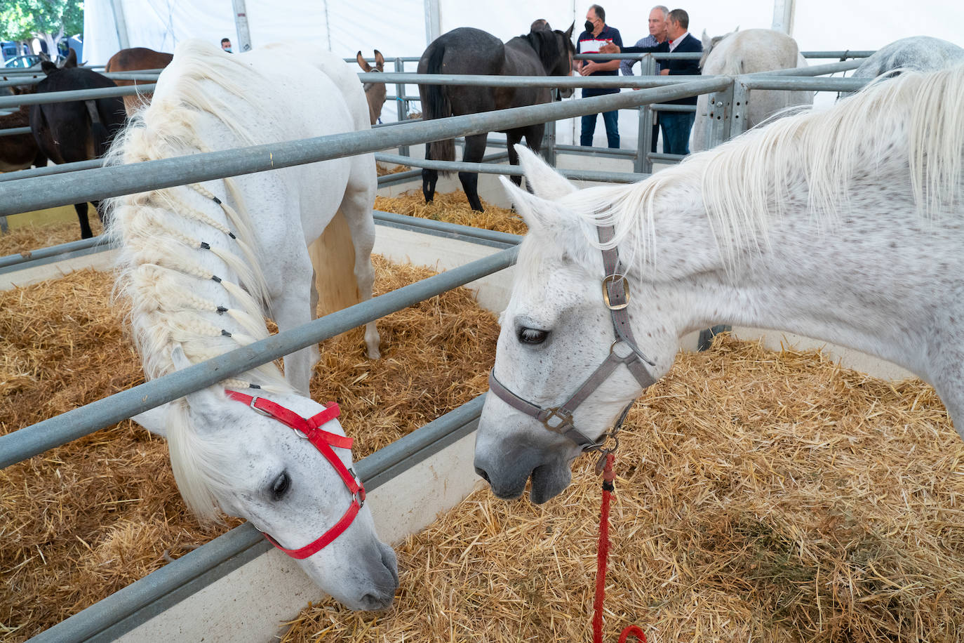 Fotos: Éxito de ventas de caballo cruzado en la Feria de Lorca