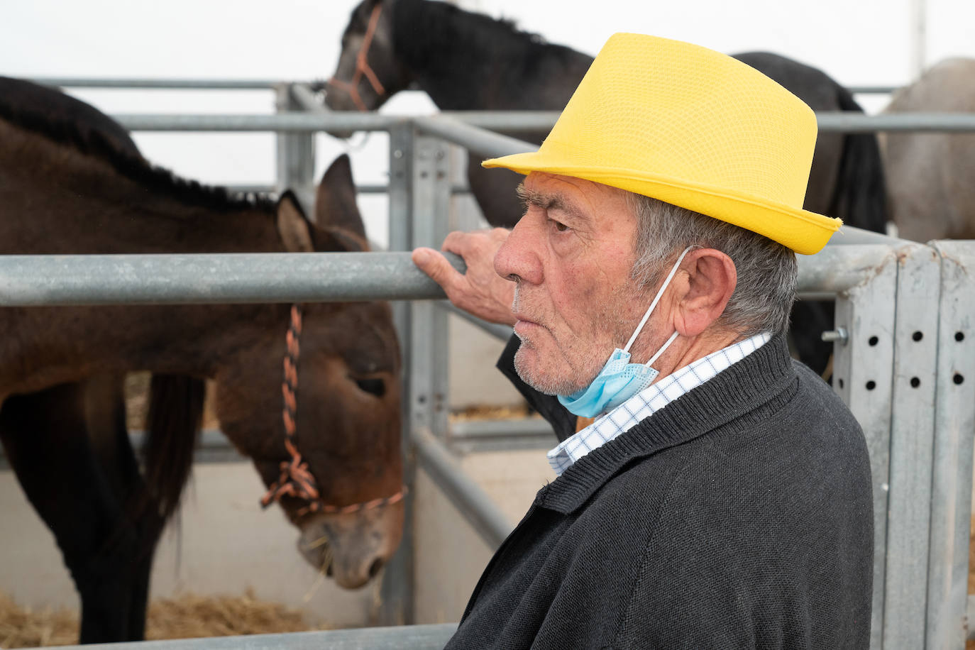 Fotos: Éxito de ventas de caballo cruzado en la Feria de Lorca