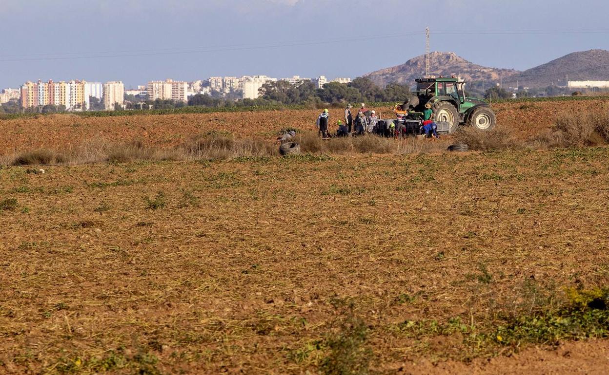Trabajadores en una explotación agrícola del Campo de Cartagena, este lunes. 