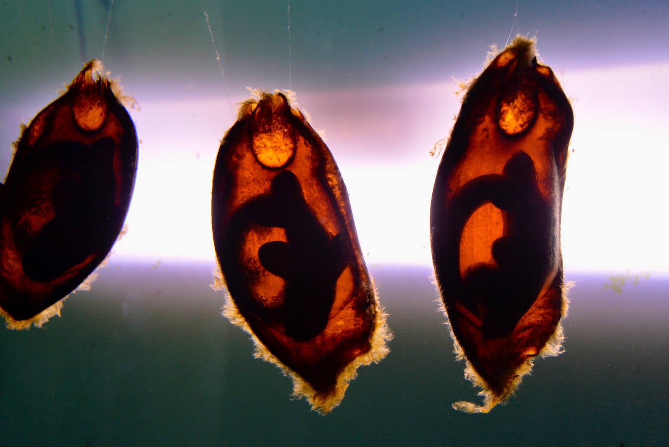 Fotos: El Acuario de la Universidad de Murcia vuelve a abrir sus puertas