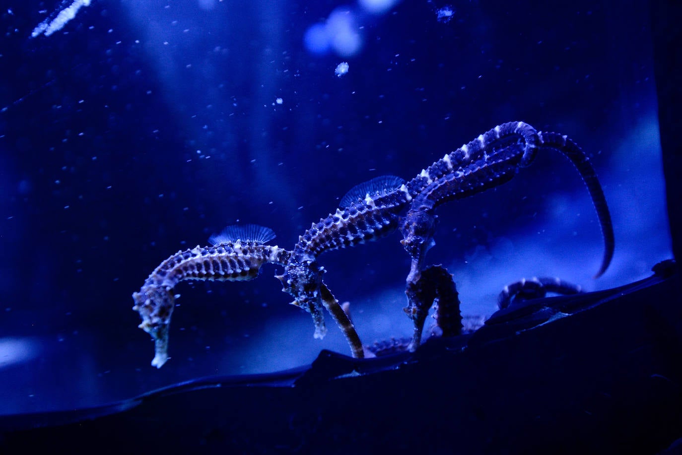 Fotos: El Acuario de la Universidad de Murcia vuelve a abrir sus puertas