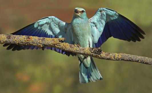 Una carraca se posa en una rama.