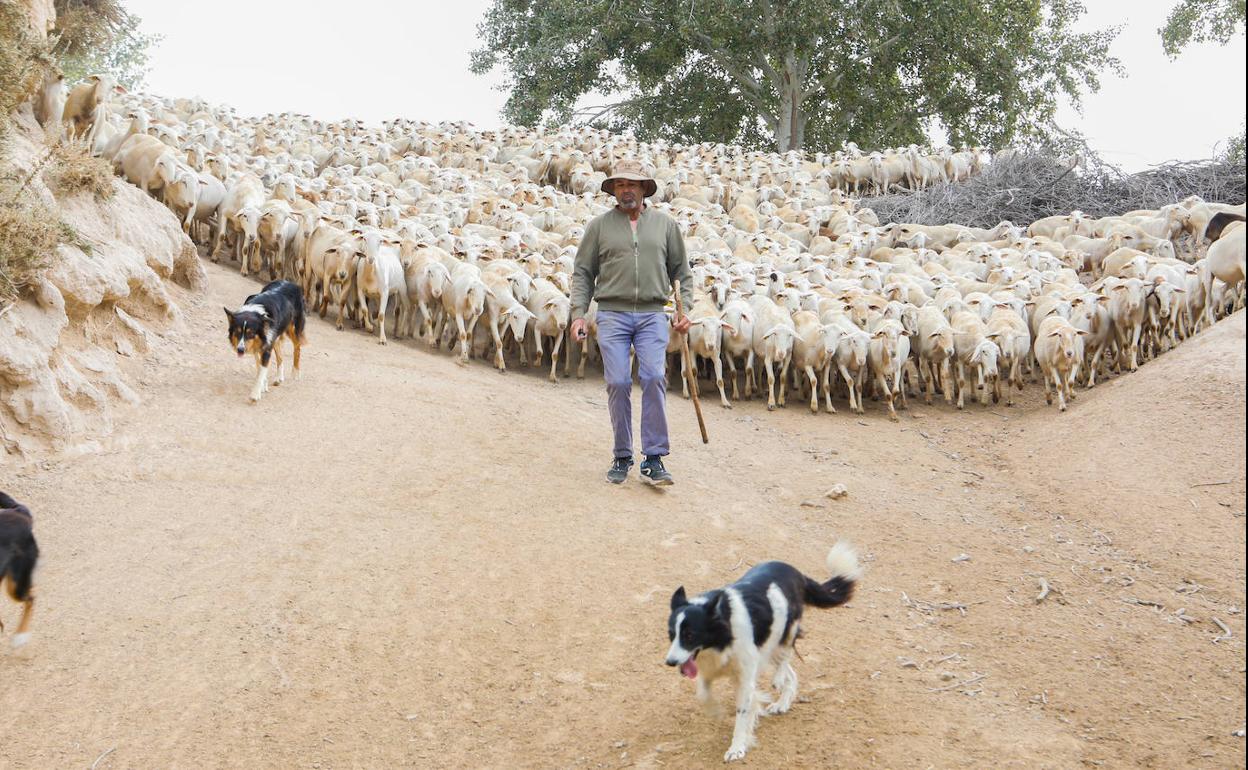 Juan Pedro Serrano conduce su rebaño de ovejas por El Paretón (Totana) con la ayuda de sus perros de raza border collie. 