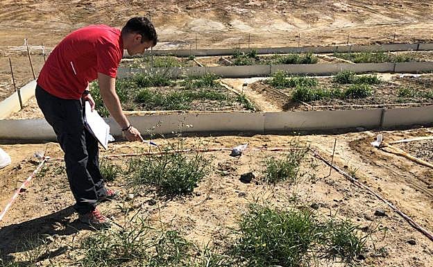 Los resultados de este trabajo pueden aportar una nueva y necesaria información sobre el uso de la fitoestabilización asistida. 