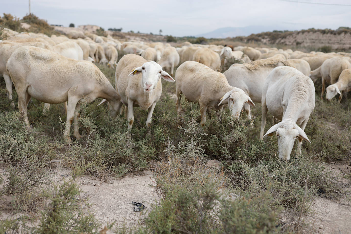 Fotos: Los pastores de la Región vuelven a sacar sus rebaños