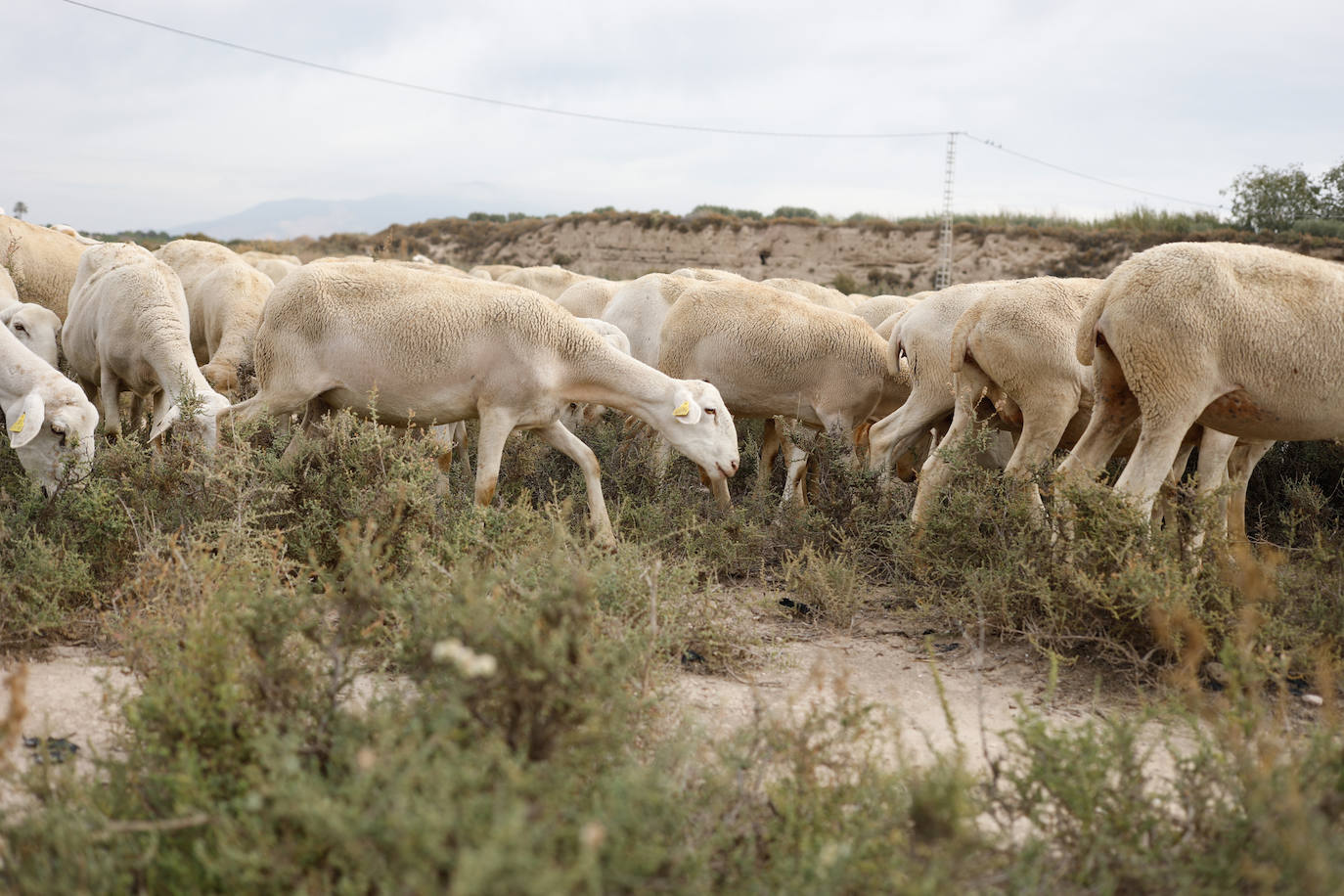 Fotos: Los pastores de la Región vuelven a sacar sus rebaños
