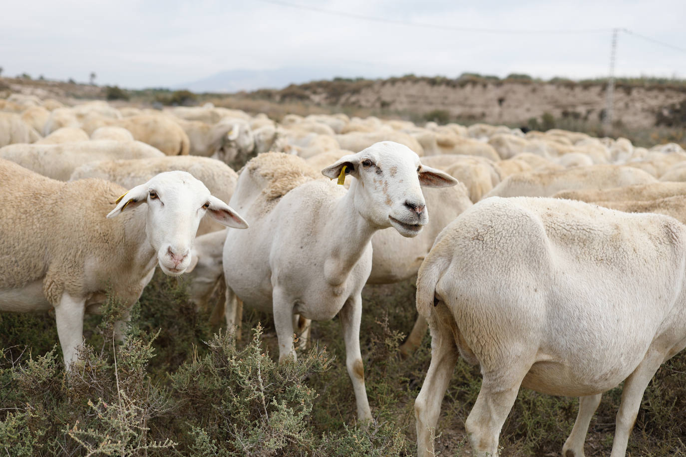Fotos: Los pastores de la Región vuelven a sacar sus rebaños