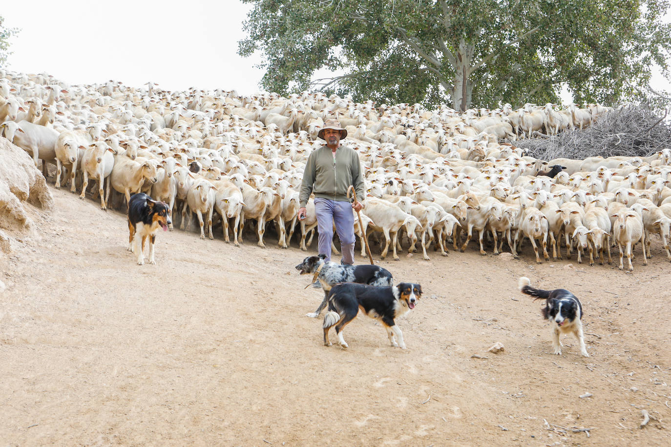 Fotos: Los pastores de la Región vuelven a sacar sus rebaños