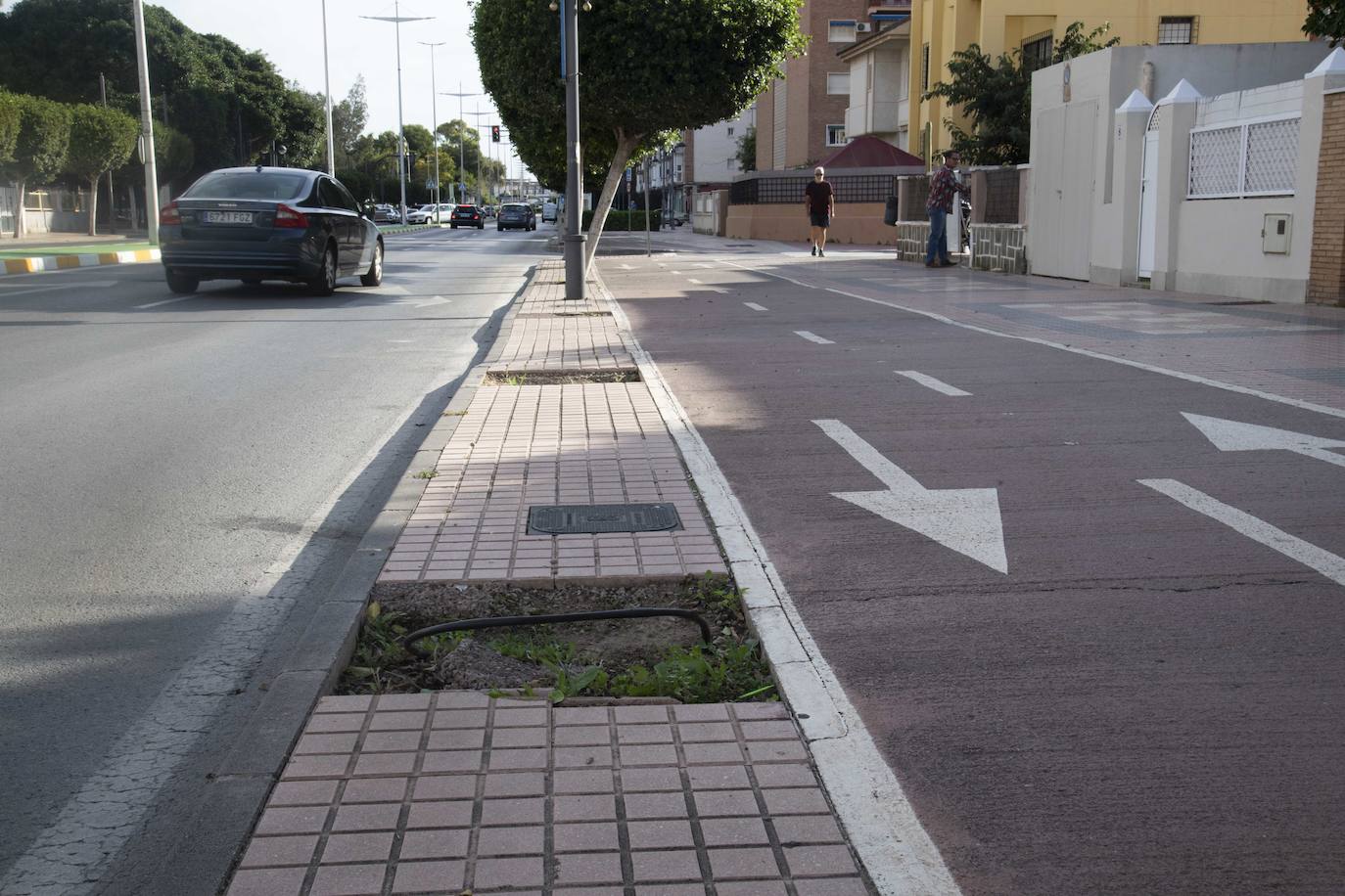 Fotos: Calles, plazas y parques de Cartagena acusan el retraso en reponer árboles