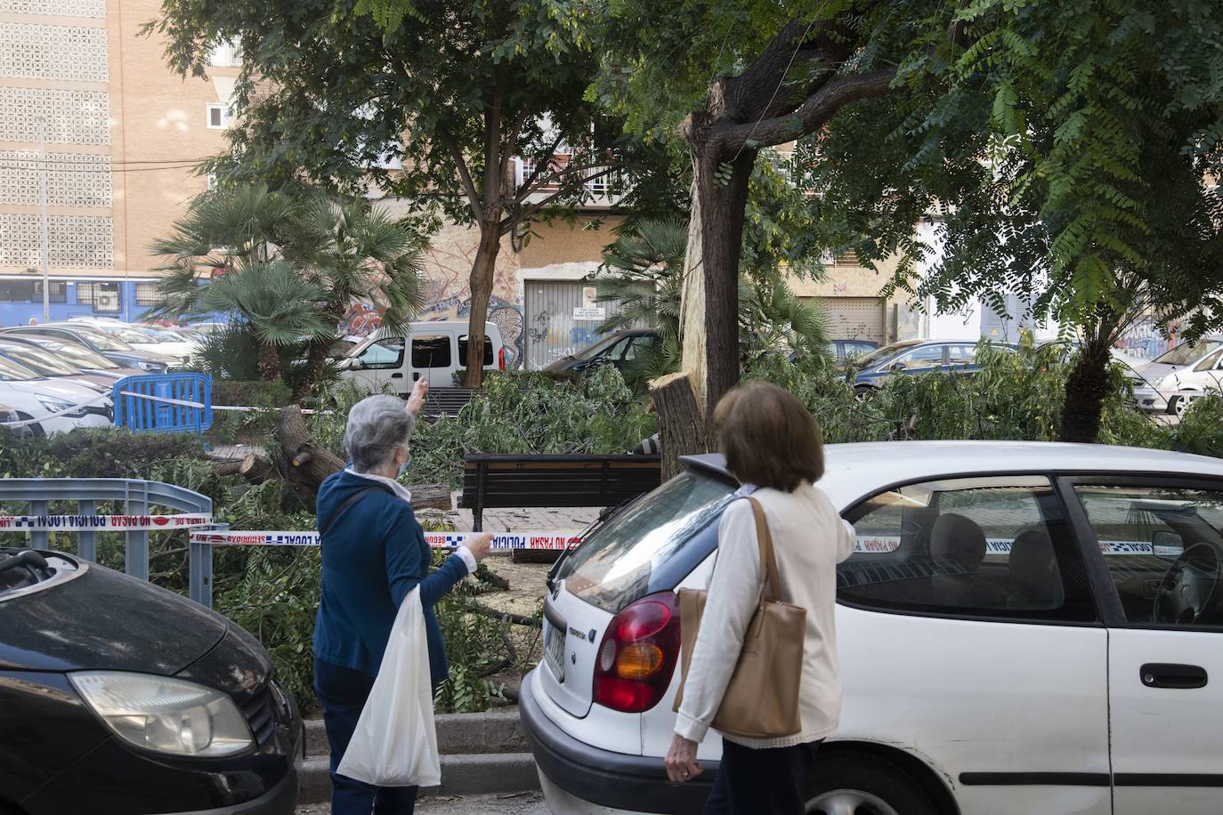 Fotos: Calles, plazas y parques de Cartagena acusan el retraso en reponer árboles